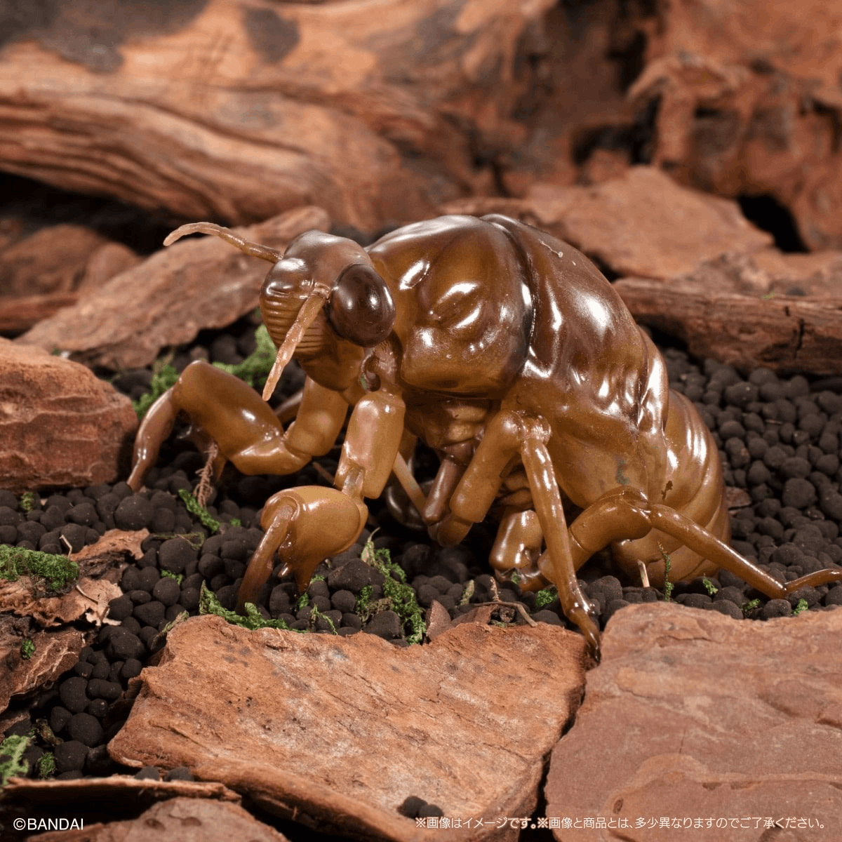 Bandai Capsule Toy [GOL] THE DIVERSITY OF LIFE ON EARTH CICADA 02 LARGE BROWN CICADA DISPLAY STAND SET