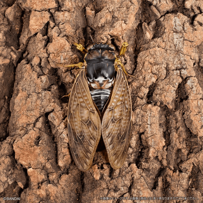 Bandai Capsule Toy [GOL] THE DIVERSITY OF LIFE ON EARTH CICADA 02 LARGE BROWN CICADA DISPLAY STAND SET