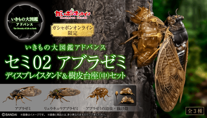 Bandai Capsule Toy [GOL] THE DIVERSITY OF LIFE ON EARTH CICADA 02 LARGE BROWN CICADA DISPLAY STAND SET
