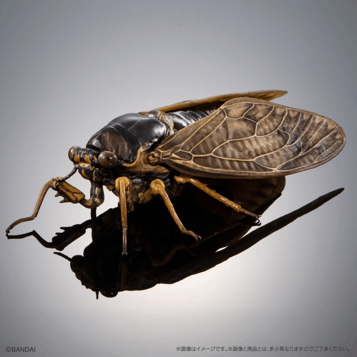Bandai Capsule Toy [GOL] THE DIVERSITY OF LIFE ON EARTH CICADA 02 LARGE BROWN CICADA DISPLAY STAND SET